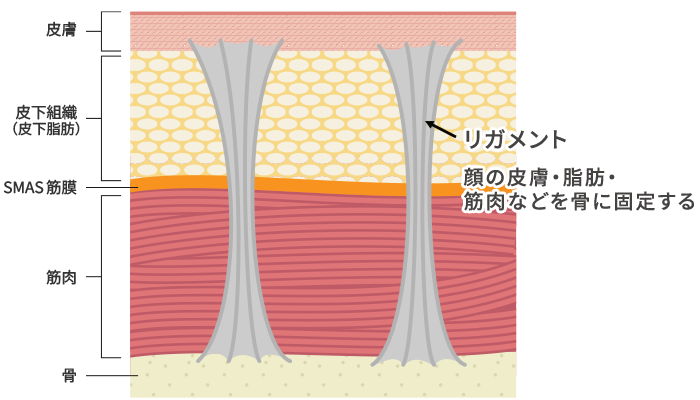 リガメント（支持靭帯）