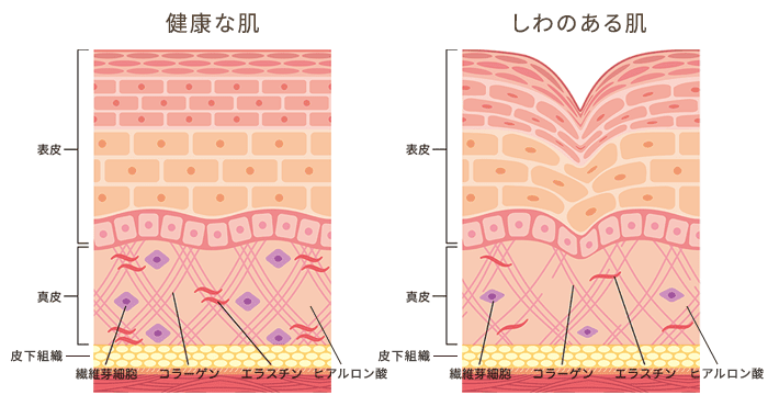 肌の構造